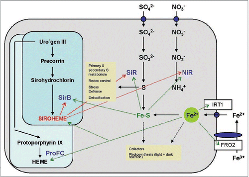 Figure 3 Role of Fe, Fe-S clusters and siroheme in the metabolism of a plant cell. The synthesis of siroheme and heme from uroporphyrinogen III and the uptake and assimilation of S, N and Fe is shown. Dashed lines show the requirement of these compounds as cofactors and their involvement in biological pathways (yellow boxes). ProFC, protochlorophyllide ferrochelatase; IR T1, inducible iron transporter 1, FRO2, ferric-chelate reductase 2.
