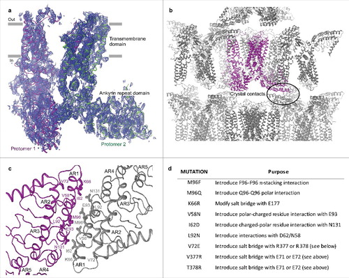 Figure 3. Low-resolution structure-driven engineering of crystal contacts. (a) Two protomers of rTRPV6-C2, representing the content of the asymmetric unit, viewed parallel to the membrane and colored purple and green. Blue mesh represents the electron density map at 1.0 σ. (b) Packing of rTRPV6-C2 into the C2221 space group crystal lattice. The protein content of the asymmetric unit is colored purple. The oval indicates the crystal contact formed between the ankyrin repeat domains. (c) Close-up view of the crystal contact with select residues shown in stick representation. (d) Table of mutations that were made to improve the crystal contacts.