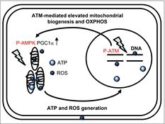 Figure 7. Schematic representation of the relationship between nuclear and mitochondrial damage responses via ATM signaling pathway.