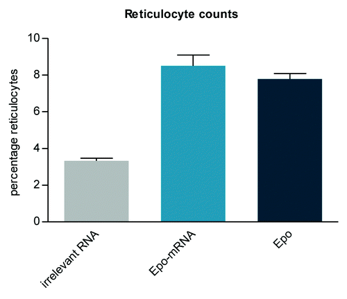 Figure 2. A biologically relevant increase of reticulocytes is induced in mice using CureVac’s proprietary mRNA technology. A single intramuscular injection in BALB/c mice of erythropoietin (Epo)-encoding mRNA, optimized for translation and stability, causes the expression of functional Epo. Reticulocyte levels are raised comparably by mRNA and recombinant protein injected intramuscularly.