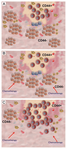 Figure 2 Proposed model depicting complexity of the cellular components of ovarian cancer and the role of the Type I EOC stem cells in chemoresistance and recurrence. (A) We propose that the bulk of ovarian cancer tumors arise from the CD44+ progenitor cancer cells, which have the capacity to self-renew (red arrow) and differentiate (yellow arrow); (B) chemotherapy targets only the CD44− cancer cells while CD44+ Type I EOC stem cells persist; (C) after treatment, the chemo-resistant CD44+ Type I EOC stem cells, which are capable of maintaining an inflammatory environment, rebuild the tumor mainly by self-renewal than by differentiation; thus, recurrence maybe associated with a larger pool of CD44+ Type I EOC stem cells.