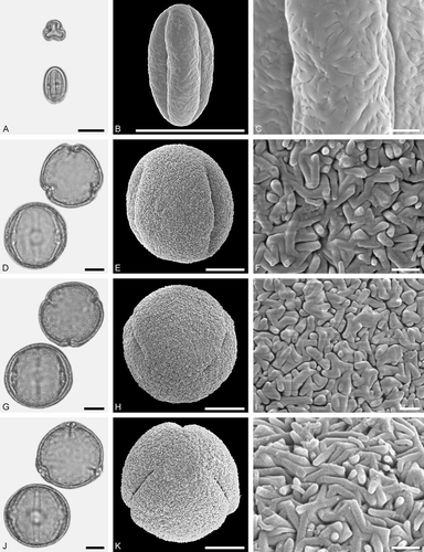 Figure 6. LM (A, D, G, J) and SEM (B, C, E, F, H, I, K, L) micrographs of dispersed fossil Fagaceae pollen. A–C. Castanea sp., close-up of central mesocolpium. D–L. Fagus sp., close-ups of mesocolpium (F, I) and polar area (L). Scale bars – 10 µm (A, B, D, E, G, H, J, K), 1 µm (C, F, I, L).