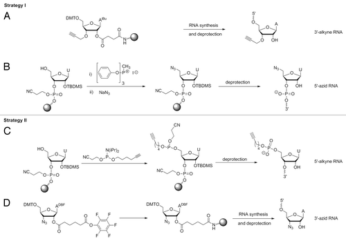 Figure 4. Synthesis of RNA-fragments for Click ligation. Preparation of 3′-alkyne building block (A); 5′-azid building block (B); 5′-alkyne building block (C); 3′-azid building block (D) See Supplementary Material for details.