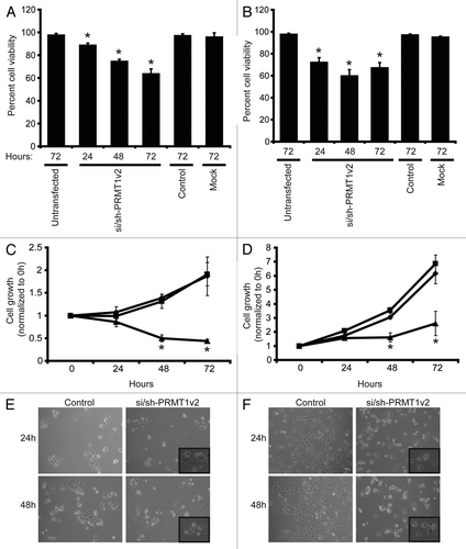 Figure 2. Depletion of PRMT1v2 affects breast cancer cell viability and growth. Viable cell numbers were determined by viable cell counts using trypan blue exclusion 24, 48 and 72 h following mock, control or si/sh-PRMT1v2 transfection in MCF7 (A) and T47D (B) cells. Data are expressed as a percentage of viable cell counts to total cell counts and are the mean ± standard error of three independent experiments performed in triplicate (*p < 0.05). MCF7 (C) and T47D (D) cells were plated at equal numbers and then mock (♦), control (■) or si/sh-PRMT1v2 transfected (▲) and assessed by MTT assay at 0, 24, 48 and 72 h post-transfection. Data are the mean ± standard error of three independent experiments with six replicates per experiment (*p < 0.05). Morphology of control and si/sh-PRMT1v2 transfected MCF7 (E) and T47D (F) cells 24 and 48 h post-transfection. Images were taken at 20X magnification with insets focused on an area in the field of view.