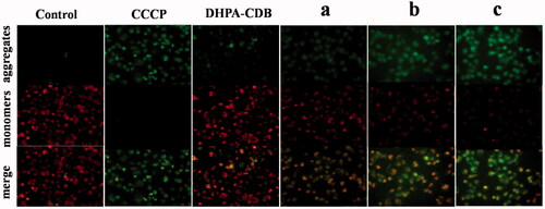 Figure 10. Comparison of Δψm in PANC-1 cells after administered with different groups. (a: free Cur, b: DHPA-CDB/Cur, c: oHA-PBA@DHPA-CDB/Cur).