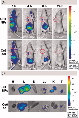 Figure 9. In vivo and ex vivo fluorescence imaging and biodistribution of CHT NPs and Ce6 solution. (A) In vivo fluorescence images of MCF-7 tumor-bearing nude mice 1, 4, 8, and 24 h after intravenous injection of CHT NPs or Ce6 solution. The red circles indicate the tumor foci. (B) Ex vivo fluorescence images of heart (H), liver (L), spleen (S), lung (Lu), kidney (K), and tumor (T) 24 h after intravenous injection of CHT NPs or Ce6 solution.