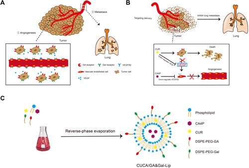 Figure 1 (A) Schematic illustration of angiogenesis and lung metastasis. (B) Schematic illustration of antitumor mechanism and inhibit lung metastasis. (C) Illustration of liposomal preparations.