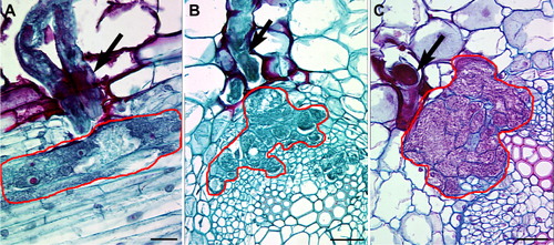 Figure 1. Specialization of cell types during plant–nematode interaction. A, a syncytium formed during a compatible interaction between the soybean cyst nematode (H. glycines) and soybean (G. max), three days post infection (dpi), bar = 25 µm; B, 6 dpi, bar = 50 µm; C, 9 dpi, bar = 50 µm, (this image is taken from the same series of sections, but is different than Matsye et al. Citation2012). The red line surrounding some cells represents the boundary of the syncytium whose development is engaged by the nematode. Black arrow represents the nematode.