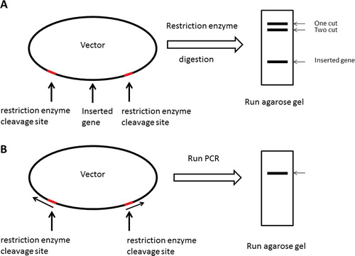 Figure 1. Schematic presentations of parent vector generation processes. The parent vector was generated by restriction digestion of a vector that already harbours an inserted gene (A), or by PCR method (B). The grey line shows restriction enzyme cleavage site. For details, see text.