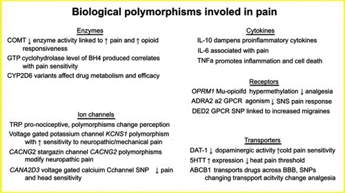 Figure 2 Biological polymorphisms involved in pain.