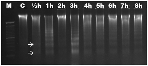 Figure 4. Analyses of agarose gel electrophoresis on root genomic DNA of Secale cereale (rye). DNA fragmentation occurred slightly at ½ h (arrows). M, 100 bp marker; C, control; h, hour.