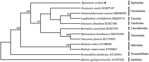 Figure 1. The NJ phylogenetic tree for Epitonium scalare and other species using 13 protein-coding genes.