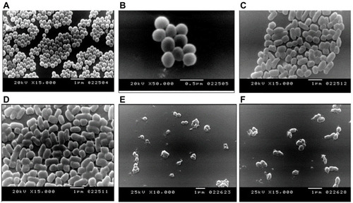 Figure 1 Scanning Electron Microscopy revealing the morphological changes of MRSA cells after the exposure to sidr honey. (A and B): Normal bacterial cells (MRSA). (C and D): The bacterial cells undergo elongation after 24 h of exposure to sidr honey. (E and F): The bacterial cells exhibited irregular cell surfaces followed by the appearance of cell debris after the exposure to MRSA strains to Sidr honey for 48 h. Reprinted with permission from Enany ME, Algammal AM, Shagar GI, Hanora AM, Elfeil WK, Elshaffy NM. Molecular typing and evaluation of Sidr honey inhibitory effect on virulence genes of MRSA strains isolated from catfish in Egypt. Pakistan J Pharm Sci. 2018;31.Citation62