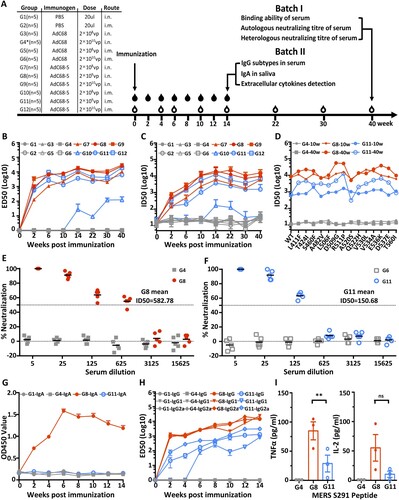 Figure 2. Intranasal immunization with AdC68-S induces a robust antibody and T cell response in BALB/c mice. (A) Timeline for vaccination and characterization of virologic and immunologic responses in two batches of animals. In batch I, a total of 12 groups of mice were immunized and monitored for serum binding and neutralizing activities. Group 1–6 (G1-G6) were negative controls whereas group 7–12 (G7–G12) were vaccinated with a single and varying dose of AdC68-S. In batch II, G8 and G11 mice were immunized along with G1 and G4* controls mice. These mice were examined for serum IgG subtypes, saliva IgA, and cytokine release up to 14-weeks post-immunization. The specific dose and route of immunization are indicated. i.n.: intranasal. i.m.: intramuscular. The open and solid drops indicate the blood collection for animals in the batch I and II, respectively. The temporal changes in serum binding activity to MERS-S1 (B) and neutralizing activity against autologous (C) and heterologous (D) MERS-CoV variants up to 40-weeks post-immunization are shown. Live virus neutralization by immune sera from G4, G8 (E) and G6, G11 (F) at 40-weeks post-immunization. The mean ID50 for G8 and G11 immune sera are indicated. The temporal changes in IgA in saliva (G), serum IgG subtypes (H), and cytokine release (I) in G8 and G11 animals were studied for up to 14-weeks post-immunization. Red symbols represent sera from i.n. vaccination groups and blue colour indicates sera from i.m. immunized animals. The grey colour is indicative of the control groups. ED50 means dilutions of serum at which half of the binding to antigen was identified. ID50 means dilutions of serum at which half of the viruses are neutralized. G4* indicates 1010vp used in batch I and 109 in batch II.