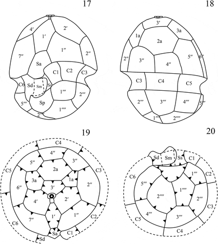 Figs 17–20. Schematic drawings of thecal plate patterns of Caladoa arcachonensis. Fig. 17. Ventral view. Fig. 18. Dorsal view. Fig. 19. Apical view showing plate overlap patterns. Fig. 20. Antapical view showing plate overlap patterns.