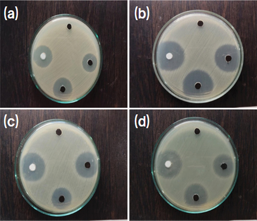 Figure 7. Well diffusion assay of Cu nanoparticles synthesized from fruit extract of Pedalium murex L. against (a) Staphylococcus aureus, (b) Streptococcus pyogenes, (c) Klebsiella pneumoniae and (d) E. coli.