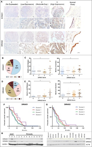 Figure 1. DIRAS family expression is downregulated in ovarian cancers and cancer cell lines. (A) Normal ovaries and tumor tissue microarrays with 122 cases represented were analyzed using immunohistochemistry with anti-DIRAS1 and anti-DIRAS2 antibodies and scored 0 to 3. Examples from the tumor array representing the score 0 (no expression), 1 (low expression), 2 (moderate expression) and 3 (high expression) are shown with 10x magnification, and enlarged 40x magnification insets for each antibody. Bar: 100 µm. (B) The fraction of ovarian cancers with DIRAS family expression. (C) The correlation between disease-free survival and DIRAS family member expression. Each circle represents one patient sample. The median disease-free survival time is listed on top. (D) The fraction of ovarian cancers with DIRAS2 expression. (E) The correlation between disease-free survival and overall survival by staining score of DIRAS1. Each circle represents one patient sample. Asterisk denotes significant difference (*p<0.05 or **p<0.01). (F) Kaplan-Meier overall survival analysis of DIRAS1 expression by staining score. (G) Kaplan-Meier overall survival analysis of DIRAS2 expression by staining score. Statistical significance was determined by Mantel-Cox Log-rank analysis of the overall survival. (H) DIRAS1 and DIRAS2 protein expression levels were determined in normal ovarian epithelial scrapings (NOE), 11 ovarian cancer primary tumors and 14 ovarian cancer cell lines using western blot analysis.