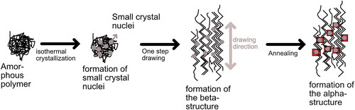 Figure 6. Scheme of the crystalline changes during quenching, drawing, and annealing procedure. The red boxes in the last step represent the α-structures formed while the zigzag lines represent the β-crystals formed. Figure adapted from Tanaka et al.[Citation107]