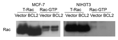 Figure 2 The level of Rac-GTP is not changed by BCL2 expression. Wild-type MCF-7 cells and NIH3T3 or cells that overexpress BCL2 were starved for 24 h before stimulation with serum containing medium. Cells were harvested 5 min after stimulation. Equal amount of cell lysate were used for Rac activation assay. Whole cell lysate was used as input to show a total Rac. The levels of PAK-1 PBD binding Rac, termed Rac-GTP, were shown in the same blot. The membrane was blotted with antibody against Rac followed with HRP-conjugated anti-mouse antibody. The results showed the same level of Rac-GTP in the vector control and the cells that overexpress BCL2 in both MCF-7 cells and NIH3T3 cells.