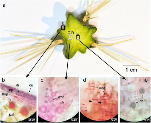 Figure 5. A. Transverse sections (T.Ss.) in the stem revealed the inner structure, with light microscopy images (b-e). B. epidermis with hypodermis and chlorenchyma cells. C. Wide-band tracheids in transverse section (T.S.) and longitudinal section (L.S.) (d). Arrowheads show the primary wall bowing inward between annular rings of the secondary wall. E. pith with druse crystal in some cells. cu: cuticle, dr: druse crystal, ep: epidermis, hyp: hypodermis, pal: palisade cells, t: tracheid, wbt: wide-band tracheids.