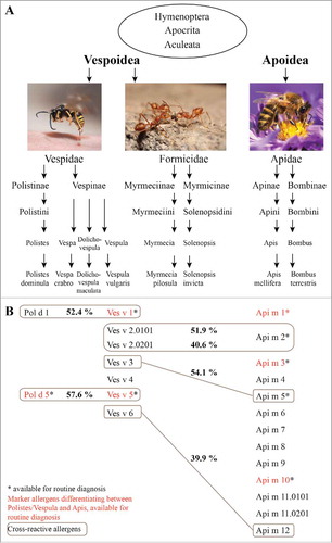 Figure 1. Relevant species and allergens in hymenoptera venom allergy. A, Taxonomy of hymenoptera, Citation154,Citation155 with examples of prominent species, which are relevant elicitors of venom allergy. B, Identified allergens of the allergy-relevant hymenoptera species Polistes dominula, Vespula vulgaris and Apis mellifera. Allergens which are marked with an asterisk are available for routine diagnosis. Indicated in red are commercially available marker allergens, used to discriminate between allergies against Polistes/Vespula and honeybee venom allergy. Cross-reactive allergens and their sequence identity (in percent) are shown in gray boxes.