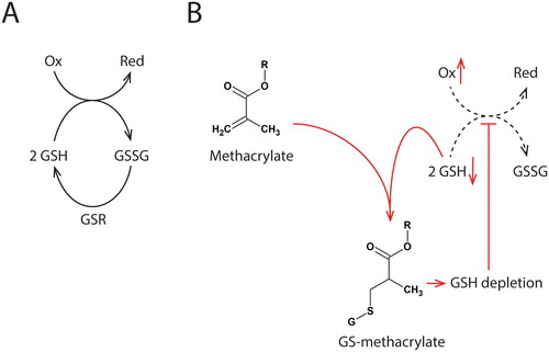 Figure 2. The antioxidant effect of glutathione is briefly outlined in Figure (A). The antioxidant capacity is mediated by oxidizing the redox-active thiol group (2 GSH -> GSSG) as glutathione reduces target molecules. GSSG (glutathione disulfide) is recycled to GSH in a reaction catalyzed by glutathione-disulfide reductase (GSR). Protection against oxidative stress by this system depends on the maintenance of the GSH concentration. Figure (B) shows the suggested mechanism that results in increased ROS in methacrylate-exposed cells. Methacrylates cause GSH depletion by direct binding to GSH. The reduced antioxidant capacity (red arrows) may initiate a redox imbalance. Oxidative damage on cellular macromolecules may result from this imbalance.