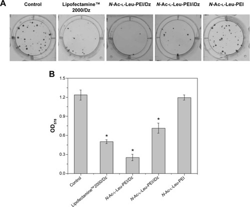 Figure 6 The inhibition of colony formation (A) and the absorbance at 578 nm of eluent (B) after DNAzyme transfection.Notes: The data were expressed as mean value ± SD of three experiments, and significance was determined by a Student’s t-test (*P<0.05, compared with control).Abbreviations: N-Ac-l-Leu-PEI, N-acetyl-l-leucine-polyethylenimine; SD, standard deviation.