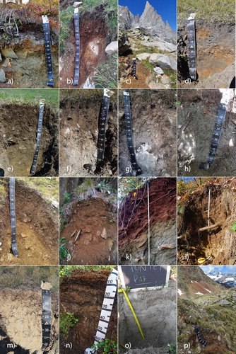 Figure 3. Examples of soil types belonging to the 16 CUs (Table 3). (a) CU1 – Albic Ortsteinic Podzol; (b) CU2 – Entic Ortsteinic Podzol; (c) CU3 – Umbric Entic Podzol; (d) CU4 – Protospodic Dystric Cambisol; (e) CU5 – Haplic Phaeozem; (f) CU6 – Calcic Kastanozem; (g) CU7 – Petric Calcisol; (h) CU8 – Calcaric Regosol; (i) CU9 – Cambic Umbrisol; (j) CU10 – Eutric Skeletic Cambisol; (k) CU11 – Hypocalcic Cambisol (Rhodic); (l) CU12 – Dystric Cambisol; (m) CU13 – Eutric Regosol; (n) CU14 – Turbic Regosol; (o) CU15 – Haplic Fluvisol (Arenic); (p) CU16 – Dystric Leptosol.