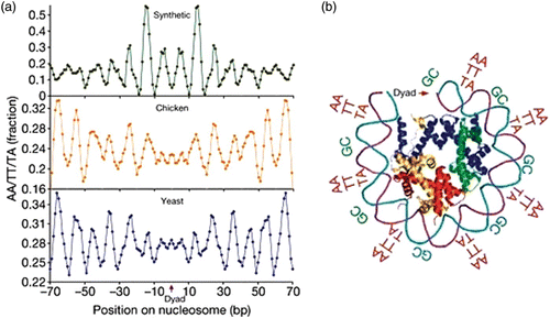 Figure 41. (a) Fraction in dinucleotides AA/TT/TA (3 bp moving average) at each position of centre aligned yeast, chicken and random chemically synthesized nucleosome-bound DNA sequences showing ∼10 bp periodicity of these dinucleotides. (b) Key dinucleotides inferred from the alignment are shown relative to the three-dimensional structure of one-half of the symmetric nucleosome. Adapted from Segal et al. Citation(2006).