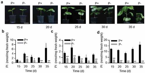 Figure 1. The phenotype and Pi concentrations of Gossypium hirsutum plants to low Pi treatments. (a) Phenotypes of G. hirsutum seedlings after 15, 20, 25, 30 and 35 days (d) growth in Pi replete (P+) and Pi deplete (P-) media. Bar = 5 cm. (b-d) Pi concentration in the roots (b), stems (c) and leaves (d) of seedlings grown for 15, 20, 25, 30 and 35 days under P+ and P- conditions. The SD (n = 3) is represented by error bars. Asterisks indicate a significant difference compared with the corresponding control (**P < 0.01, *P < 0.05, Student’s t-test).