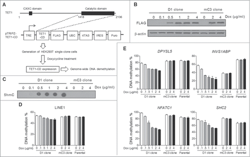 Figure 1. Construction of a tetracycline-inducible TET-mediated global DNA demethylation system in HEK293T cells. (A) Schematic description of constructing a tetracycline-inducible TET-mediated global DNA demethylation system. The entire system was established through 2 main steps: Cloning TET1-CD into the lentiviral pTRIPZ vector which is equipped with a Tet-On system for transgene overexpression in the presence of Dox, and transfecting pTRIPZ-TET1-CD into HEK293T cells and developing single cell clones. (B) Dox treatment dose-dependent induced expression of TET1-CD and mTET1-CD in D1 and mC3 clone cells, respectively. The cells were harvested 24 h after Dox treatment. (C) DNA dot blot assay showed that Dox treatment dose-dependently induced genomic 5hmC production only in D1 cells. The cells were harvested 24 h after Dox treatment. (D and E) Dox treatment dose-dependently induced DNA demethylation in LINE-1 (D) and 4 selected genomic loci (E) in D1 clone cells but not mC3 clone and HEK293T parental cells. The cells were treated with Dox for 3 days. Bisulfite-pyrosequencing was used for DNA methylation analysis. Error bars represent SD from 3 independent experiments.