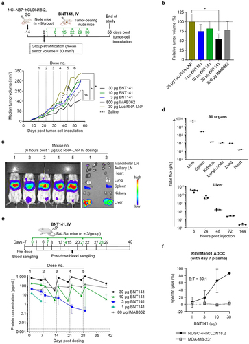 Figure 2. Weekly BNT141 administration slows tumor growth and results in stable exposure to biologically functional RiboMab01 in mice.