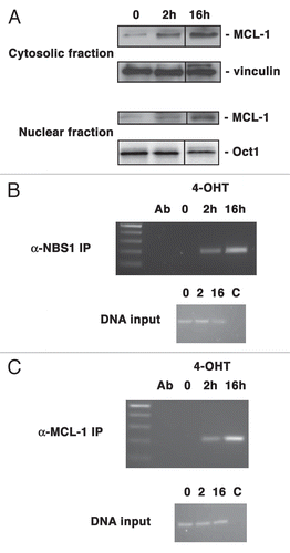 Figure 7 Chromatin immunoprecipitation demonstrates presence of MCL-1 at sites of DSB. (A) HeLa cells were retrovirally transduced to express HA-ER-I-Ppo1. Cells were not induced (0) or induced with 4-OHT for 2 h or 16 h. Cytosolic or total nuclear proteins were separated and blots probed with anti-MCL-1 or with anti-vinculin or anti-Oct1 as loading controls for cytosol or nucleus, respectively. Samples were resolved on the same gel, with vertical lines indicating the removal of irrelevant intervening lanes. (B) HeLa cells were retrovirally transduced to express HA-ER-I-Ppo1. Cells were not induced (0) or induced with 4-OHT for 2 h or 16 h. Following crosslinking and shearing of DNA, samples were immunoprecipitated using anti-NBS1 antibody. Ab indicates mock immunoprecipitation with no DNA added. Purified DNA was subjected to PCR as described in the Materials and Methods. The lower part shows PCR products of DNA samples taken from the respective extracts prior to immunoprecipitation. C indicates non-specific control for PCR. (C) HeLa cells were treated exactly as in (B), except for the use of anti-MCL-1 antibody for immunoprecipitation.
