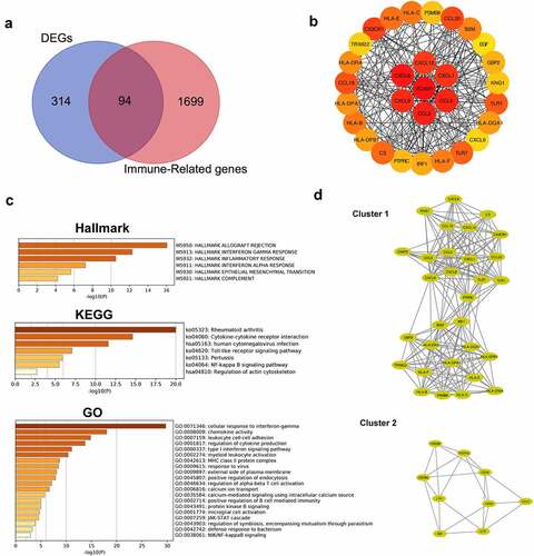 Figure 6. Identification of hub genes and enrichment analysis. (a) Venn diagram of DEGs and immune-related gene list. (b) Top thirty hub immune genes identified via PPI network. (c) Hallmark, KEGG and GO enrichment analysis of the top thirty hub immune genes. (d) Two most significant clusters of DEGs were identified by MCODE plugin