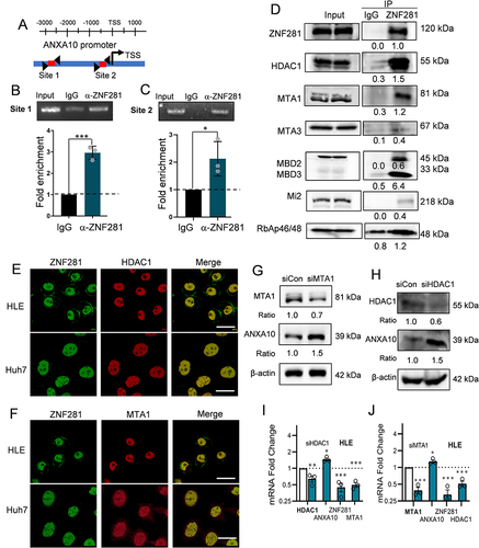 Figure 4 ZNF281 directly regulated ANXA10 transcription involving the recruitment of NuRD complex. (A) Illustration of ANXA10 promoter region containing implicated ZNF281 binding site for ChIP analyses. Primers for the target region are indicated by triangular arrows. Red line represents the PCR amplified product. (B and C) upper panels: ChIP assays followed with agarose electrophoresis to show specific binding of ZNF281 on ANXA10 promoter as indicated in (A). M: marker; lower panels: Quantitative ChIP-PCR demonstrating the enrichment of ZNF281 at ANXA10 promoter in Huh7 cells. *p < 0.05, ***p < 0.001. (D) Co-IP for the interaction of ZNF281 with indicated components of NuRD complex in HLE cells. (E and F) Immunofluorescence for colocalization of ZNF281 with HDAC1 (E) and MTA1 (F) in HCC cells. Bar=25μm. (G) Western blotting for ANXA10 following HDAC1 siRNA transfection in HLE cells. (H) Effect of MTA1 RNAi on ANXA10 at the protein level in Huh7 cells. (I and J) RT-qPCR analyses of ANXA10, ZNF281, HDAC1 and MTA1 in HDAC1 (I) or MTA1 (J) knockdown HLE cells (n=3; *p < 0.05, **p < 0.01 and ***p < 0.001).