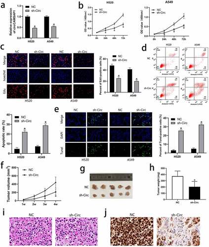 Figure 2 circCAMSAP1 knockdown could inhibit proliferation and promote apoptosis of NSCLC cells. (a) circCAMSAP1 expression is downregulated after infection with the recombinant sh‐circ lentivirus in H520 and A549 cells. (b) CCK8 assay indicates that the proliferative capacity of H520 and A549 cells transfected with recombinant sh‐circ lentivirus is substantially decreased relative to that in the control cells. (c) EdU assay was performed to demonstrate that cell proliferation is significantly decreased in cells transfected with recombinant sh‐circ lentivirus compared to cells transfected with NC. (d) FCM assay results show that circCAMSAP1 knockdown increased the apoptotic rate of H520 and A549 cells transfected with recombinant sh‐circ lentivirus. (e) TUNEL assay was conducted to assess cell apoptotic rate after circCAMSAP1 knowdown. (f) Tumor volume was calculated as length × width2/2 at the indicated time point. Silencing circCAMSAP1 expression inhibited tumor volume. (g, h) Comparative statistics of tumor imagesand weights of excised tumors at the end point of the xenograft assay. All experiments were repeated at least three times. (i) H&E staining revealed the structure of xenograft tumors between the two groups. (j) IHC staining showed the expression of ki-67 between the two groups. sh‐circ, transfected with recombinant sh‐circ lentivirus NC, negative control. *P < 0.05.