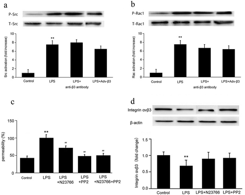 Figure 4. LPS-reduced integrin αvβ3 expression was not via Src/Rac1 signaling. Specific anti-β3 antibody and Adv-β3 were used to block and overexpress integrinβ3, respectively. CMECs lysates were immunoblotted with phosphorylated (p-) or total (t-) Src (a) and Rac1 (b) and quantified. In the LPS+anti-β3 antibody group, CMECs were pretreated with anti-β3 antibody before LPS stimulation. In the LPS+Adv-β3 integrin group, CMECs were pretreated with β3 integrin adenovirus before LPS stimulation. **p < 0.01 LPS stimulation group vs. the control group. n = 3/group. (c) CMECs permeability was measured at 6 h after stimulation with 50 ng/mL of LPS by FITC-labeled albumin leakage. Permeability in the LPS group was 100%. **p < 0.01 LPS stimulation group vs. the control group. ##p < 0.01 LPS+N23766 group, LPS+PP2 group, LPS+N23766 group+PP2 group vs. LPS group. n = 3/group. (d) CMECs lysates were immunoblotted with integrin ανβ3 antibody and β-actin antibody and quantified. The N23766 and PP2 inhibitors were used to inhibit the activation of Src and Rac1, respectively. In the LPS+N23766 group, the CMECs were pretreated with N23766 for 1 h before LPS stimulation. In the LPS+PP2 group, the CMECs were pretreated with PP2 for 1 h before LPS stimulation. The top panel shows representative immunoblots showing that the integrin ανβ3 protein levels. β-Actin was assayed to verify the equal loading of cell lysates. The bottom panel shows the quantification of the bands by densitometry. **p < 0.01 LPS stimulation group vs. the control group. n = 3/group.