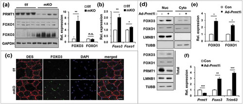 Figure 3. PRMT1 deficiency enhances the expression and activity of FOXO3 in skeletal muscle. (a) Immunoblot analysis of 6-months-old control and prmt1 mKO TA muscles for FOXO1 and FOXO3. Quantification of relative protein levels of FOXO3 and FOXO1. The intensities were normalized to GAPDH. Data represent means ± SD. **P < 0.01, n.s. = not significant. (b) qRT-PCR analysis of Foxo1 and Foxo3 levels in 6-months-old control and prmt1 mKO TA muscles (n = 4). (c) Representative images of immunostaining for FOXO3 (green) and DES (red) with TA sections from 6-months-old control and prmt1 mKO mice. Scale bar: 20 μm. (d) Nuclear fractionation of C2C12/ad-control and C2C12/ad-Prmt1i cells. (e) Quantification of the relative amounts of nuclear FOXO3 and FOXO1 protein levels. The intensities were normalized to LMNB1. Data represent means ± SD. *P < 0.05, **P < 0.01, ***P < 0.001. (f) qRT-PCR analysis of Prmt1, Foxo3 and Trim63 levels in C2C12/ad-control and C2C12/ad-Prmt1i cells at D3 (n = 4). Data represent means ± SD. *P < 0.05, **P < 0.01, ***P < 0.001.