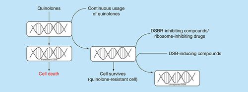 Figure 3. Cell-based approach for development of combination chemotherapy targeting DNA double-strand break formation and inhibition of repair.Quinolones generate persistent DSBs in bacteria and eventually cause cell death. The continuous usage of quinolones for treatment of bacterial infections has resulted in the emergence of strains which are resistant to the drug. A plausible approach for treatment of infections caused by quinolone-resistant strains is to administer compounds capable of inhibiting bacterial DSB repair in combination with novel DSB-inducing compounds. Alternatively, drugs that inhibit the bacterial ribosomes could be used to deplete global protein synthesis, including DSB repair proteins, thereby leading to accumulation of unrepaired DSBs in the quinolone-resistant strains.DSB: DNA double-strand break; DSBR: DNA double-strand break repair.