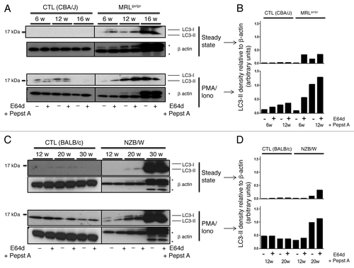 Figure 4. Autophagic activity in peripheral T cells increases with age in lupus-prone mice in contrast to control mice. T cells were sorted from spleens obtained from control (CBA/J) and lupus MRLlpr/lpr mice (A) or control (BALB/c) and lupus NZB/W mice (C) that were sacrificed at the indicated ages indicated in weeks. Cells were left unstimulated (steady-state) or stimulated with 50 ng/mL PMA and 1 µM Ionomycin (PMA/Iono) at 37°C for 16 h. When indicated, cells were treated (+) or not (-) during the last 4 h of culture with 5 µg/mL pepstatin A and 5 µg/mL E64d to block lysosomal degradation. Cell lysates were resolved by SDS-PAGE, transferred onto PVDF membranes before staining with anti-LC3 Ab. Loading controls were performed by staining actin-β chain. Each immunoblot is representative of three experiments with identical results. *Bands corresponding to Ig heavy and light chains retained in lysates obtained from oldest lupus mice. (B and D) LC3-II levels of immunoblots shown in (A and C) were evaluated by densitometry for the indicated ages and normalized to β-actin band intensities.