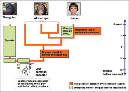 Figure 2 Model of the evolution of laughter and other vocalizations of tickling and play in great apes and humans. Two main periods of acoustic and function-related changes in laughter were likely to have occurred within the past ten to sixteen million years while other tickle- and play-induced vocalizations evolved. It remains unknown whether laughter and squeaks emerged prior to or in the common ancestor of great apes and humans. Notably, lesser apes produce tickle-induced vocalizations that acoustically resemble orangutan laughter (e.g., Symphalangus syndactylus: Davila Ross et al.Citation20; Hylobates lar: Zimmermann pers. obs.) and squeak-like calls during play (Nomascus spp.: Thomas Geissmann, pers. comm.). The figure is adapted from Davila Ross et al.Citation20 Figure 4.