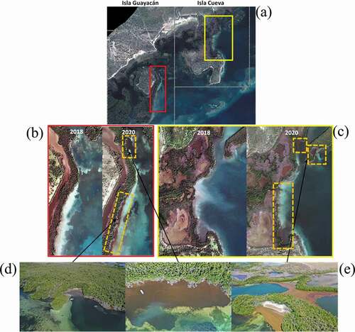 Figure 4. Enhanced areas from satellite imagery (a) showing changes in accumulated Sargassum for both 2018 and 2020 from Isla Guayacán in red box (b) and Isla Cueva in yellow box (c). Dark brown areas within dashed-orange boxes are accumulated Sargassum. Drone images from September 2019 from Isla Guayacán (d) and Isla Cueva (e) location on satellite imagery showing the accumulations of Sargassum.