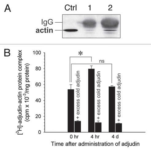 Figure 6 Characterization of actin as a molecular target of adjudin. (A) Adjudin binds to actin (42 kDa) as determined by co-immunoprecipitation. Aliquots (lane 1, 10 µl; lane 2, 30 µl) of the eluant (Fig. 5A) were resolved by SDS-PAGE and proteins were transferred to nitrocellulose for immunoblotting using anti-actin IgG. Ctrl, testis lysate (20 µg). (B) The interaction of adjudin with actin was specific since unlabeled (i.e., cold) adjudin displaced the binding of [3H]-adjudin to actin IgG in a competitive binding assay. Error bars represent mean ± SD from three different experiments. *p < 0.05; ns, not significant. (Student's t-test).