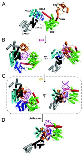 Figure 4. Structural basis for dsRNA recognition and activation of RLRs. Models were created by aligning and merging known duck and human RIG-I structures and by taking consideration of our recent solution hydrodynamic studies on RIG-I conformational dynamics upon RNA and ATP binding.Citation36 (A) Model of full length RIG-I apoenzyme based on structures of duck RIG-I (PDB: 4A2W) and the CTD (PDB: 4A2V). In the autoinhibited conformation, the N-terminal CARDs are sequestered from signaling and maintain RIG-I in an autoinhibited state. (B) RIG-I switches into a semi-closed conformation upon RNA binding. Binding of dsRNA to the CTD brings the HEL domains in contact with dsRNA (PDB: 4A2Wand 2YKG). (C) ATP binding (yellow) closes the HEL domains that would cause a clash between the CARDs and CTD (PDB: 4A2W, 4A36 and 2YKG). (D) The change in conformation upon dsRNA and ATP binding releases the CARD domains for signaling.