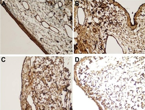 Figure 3 Immunohistochemistry microphotographs showing the intensities of fibroblast growth factor-β immunostaining of one rabbit from each of the sham and treatment groups.