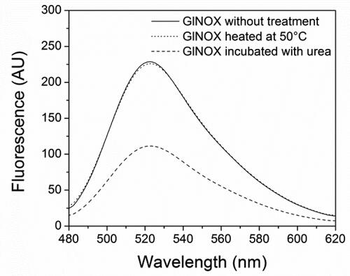 Figure 5. Fluorescence spectra of FAD bound to GlNOX without treatment, heated at 50 °C for 30 min or incubated with urea 4 mol/L for 2 h.
