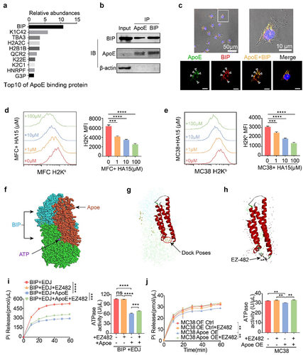 Figure 5. ApoE binds and inhibits the ATPase activity of BIP to inhibit MHC-I expression on tumor cells. (A) Top ten ApoE binding proteins’ relative abundances in ApoE-OE MC38 by Co-IP and LC/MS. (B) BIP and ApoE binding analysis by Co-IP and WB. (C) Cellular co-localization of ApoE and BIP in MC38 after co-cultured with M2-exo. (D, E) H2Kk or H2Kb fluorescence intensity and MFI of MFC (D) and MC38 (E) which were cultured with HA15. n = 3 per group. (F, G) Predicted Schematic (F) and dock pose (G) of the active binding pose between BIP (PDB ID: 6ZYH) ATPase domain and ApoE (PDB ID: 1GS9). ZDock Score is 20.3. (H) the highest energy binding site of ApoE to EZ482 coincides with the dock poses of BIP to ApoE. Lib dock Score is 103.095. (I) Pi release rate of recombinant protein BIP plus its cochaperone EDJ that cultured with recombinant protein ApoE overnight after EZ-482 interfering or not. n = 3 per group. (J) Pi release rate of BIP from ApoE OE MC38 was detected after EZ-482 interfering or not. All data above are shown from three independent experiments.Error bars, SD. One-way ANOVA with Tukey’s multiple comparison posttest (D, E, I, J).