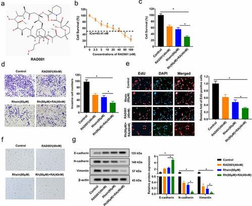 Figure 2. Synergistic inhibition impacts of Rhein and RAD001 on MGC-803 cell proliferation and invasion. A. structure of RAD001. B. MGC-803 cells were treated with 0, 2.5, 5, 10, 20, 40, 80, 160 nM RAD001. after 48 hours, IC50 value for RAD001 dose response was calculated using MTT. C. Rhein (80 μM) and RAD001 (40 nM) were used for MGC-803 cells, then cell viability was measured using MTT. D. Rhein (80 μM) and RAD001 (40 nM) were used for MGC-803 cells, then MGC-803 cell invasion was detected using transwell. E. EdU-staining was applied to detect MGC-803 cell proliferation. EdU-positive cells of MGC-803 cells after 80 μM Rhein or 40 nM RAD001 treatment for 48 h (×100). F. Light microscope images of MGC-803 cells were observed. G. protein levels of EMT-related molecules E-cadherin, N-cadherin, vimentin were measured using Western blotting. *p < 0.05.