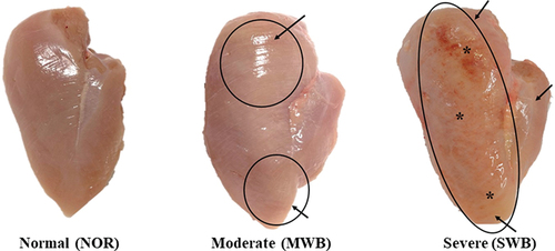 Figure 1. Breast fillets displaying different degrees of wooden breast (WB) severity. NOR: normal muscle; MWB: moderate wooden breast; SWB: severe wooden breast. In the WB fillets, the petechiae and outbulging areas are indicated by the arrows and circles, respectively. *Surface covered with exudate and hemorrhages.