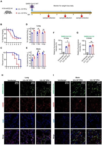 Figure 2. SARS-CoV-2 infection in K18-hACE2 KI results in a lethal infection. (A) Schematic for SARS-CoV-2 infection. Twelve – to eighteen-week-old male and female K18-hACE2 KI mice were anesthetized, followed by intranasal inoculation with 2.5 × 102 or 3.0 × 105 PFU of SARS-CoV-2. Infected mice were monitored and evaluated at the indicated time for (B) body weight changes (n = 12) and (C) survival (n = 12). At 2, 4, and 6 dpi, at least 3 mice per group were sacrificed to harvest samples, and viral N gene copy numbers in (D) the lungs and (E) the brains were measured by absolute quantification RT-PCR. Mice that lost over 20% of their starting body weight were euthanized. (F) to (I) Immunofluorescence quantification and analysis of hACE2 and SARS-CoV-2 N protein in the lungs and the brains of K18-hACE2 KI mice. In (H) and (I), left panel, the uninfected group; middle panel, the group infected with 2.5 × 102 PFU of SARS-CoV-2 WT at 4 dpi; right panel, the group infected with 3 × 105 PFU of SARS-CoV-2 WT at 4 dpi. Green, SARS-CoV N protein; red, hACE2; blue, DAPI. The scale bar is shown in each section. Two-way ANOVA with Tukey’s multiple comparison test was used in (D) and (E), ****, P < 0.0001; *, P < 0.05; ns, not significant, P > 0.05. Unpair Student’s t test was used in (F) and (G), *, P < 0.05; ns, not significant, P > 0.05; ND, not detected. Error bars represent the means with SEMs in (B) and the means with SDs elsewhere.